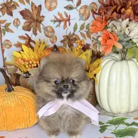 Micro girl Ribbon, a female Pomeranian for sale in Los Angeles, CA – Photo 7 of 7