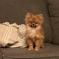 Micro girl Ribbon, a female Pomeranian for sale in Los Angeles, CA – Photo 2 of 7