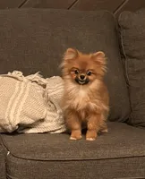 Micro girl Ribbon, a female Pomeranian for sale in Los Angeles, CA – Photo 2 of 7