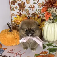 Micro girl Ribbon, a female Pomeranian for sale in Los Angeles, CA – Photo 6 of 7