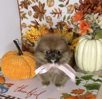 Micro girl Ribbon, a female Pomeranian for sale in Los Angeles, CA – Photo 6 of 7