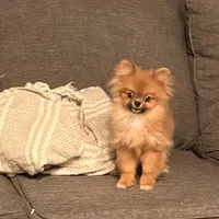 Micro girl Ribbon, a female Pomeranian for sale in Los Angeles, CA – Photo 1 of 7