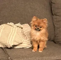 Micro girl Ribbon, a female Pomeranian for sale in Los Angeles, CA – Photo 1 of 7