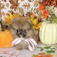 Micro girl Ribbon, a female Pomeranian for sale in Los Angeles, CA – Photo 5 of 7
