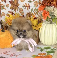 Micro girl Ribbon, a female Pomeranian for sale in Los Angeles, CA – Photo 5 of 7