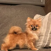 Micro girl Ribbon, a female Pomeranian for sale in Los Angeles, CA – Photo 4 of 7