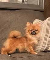 Micro girl Ribbon, a female Pomeranian for sale in Los Angeles, CA – Photo 4 of 7