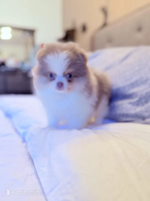 Rare lilac tri boy – Pomeranian puppy for sale in Los Angeles, CA