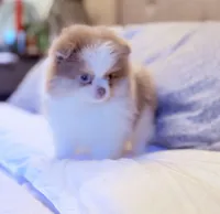 Rare lilac tri boy, a male Pomeranian for sale in Los Angeles, CA – Photo 2 of 3