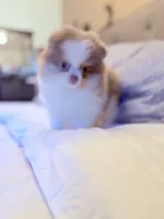 Rare lilac tri boy, a male Pomeranian for sale in Los Angeles, CA – Photo 3 of 3