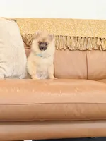 Sable bear , a male Pomeranian for sale in Los Angeles, CA – 2 of 10