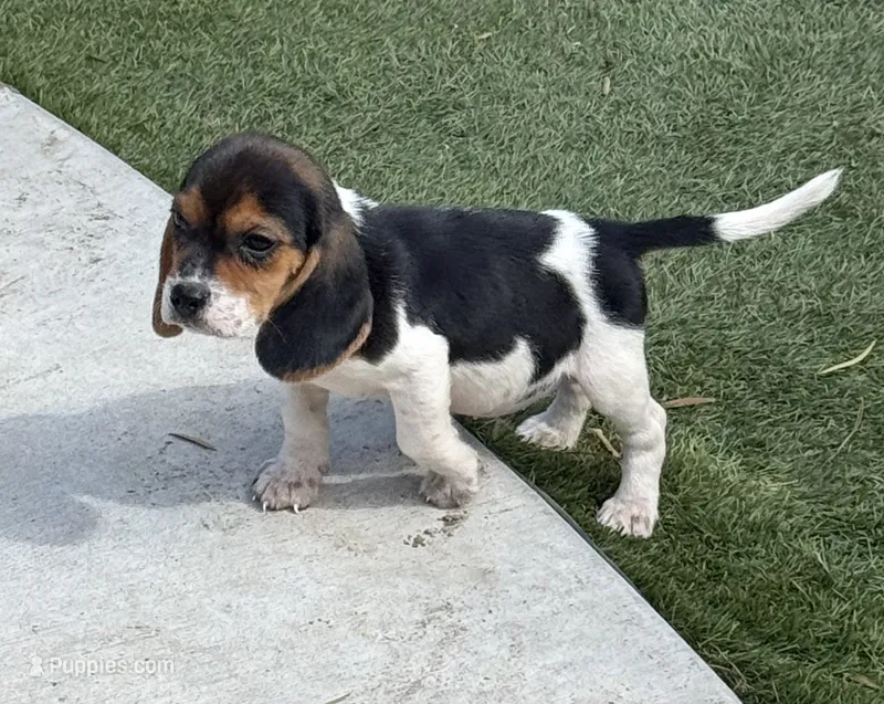 Ranger  – Beagle puppy on hold in Los Angeles, CA