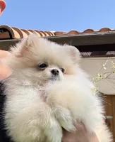 Pooh bear 🐻 🍯 , a male Pomeranian for sale in Los Angeles, CA – 1 of 5
