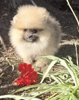 Sable bear , a male Pomeranian for sale in Los Angeles, CA – 2 of 8