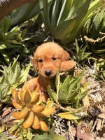 Golden boy , a male Golden Retriever for sale in Los Angeles, CA – 2 of 2
