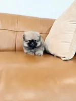 Tiny wolfie, a male Pomeranian for sale in Los Angeles, CA – 3 of 4