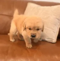 Golden boy , a male Golden Retriever for sale in Los Angeles, CA – Photo 3 of 4