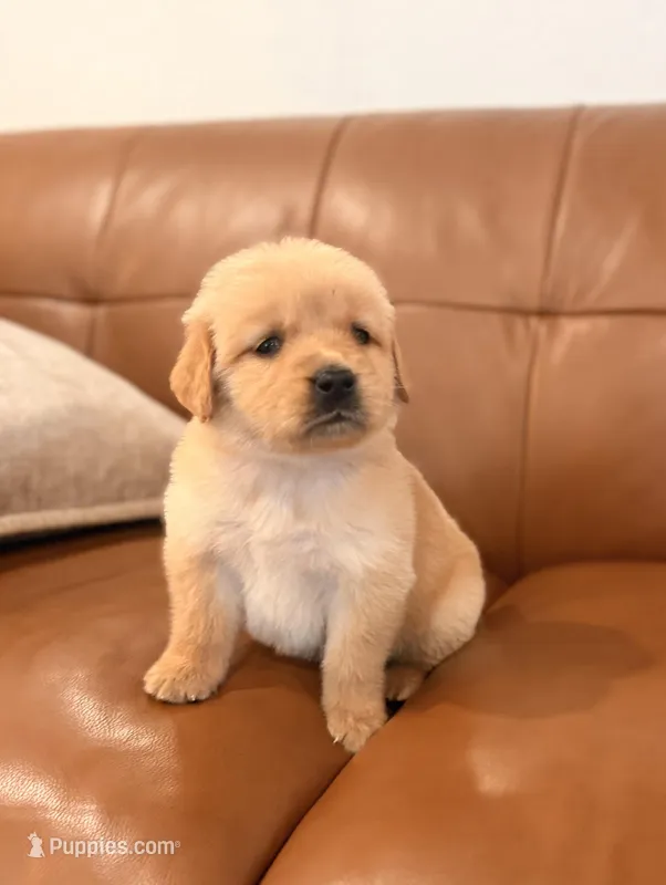 Golden boy  – Golden Retriever puppy for sale in Los Angeles, CA