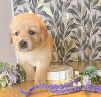 Golden boy , a male Golden Retriever for sale in Los Angeles, CA – Photo 2 of 4