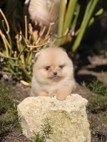 Golden boo bear , a female Pomeranian for sale in Los Angeles, CA – Photo 1 of 3