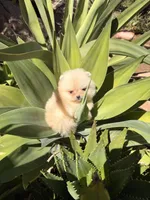 Golden boo bear , a female Pomeranian for sale in Los Angeles, CA – Photo 3 of 3