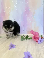 Tiny Jazmin flower 💐 , a female Pomeranian for sale in Los Angeles, CA – 2 of 4