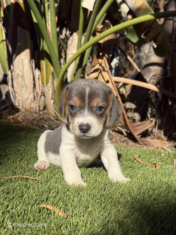 Beautiful rare  blue tri boy  – Beagle puppy for sale in Los Angeles, CA