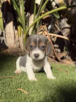 Beautiful rare  blue tri boy , a male Beagle for sale in Los Angeles, CA – 1 of 2