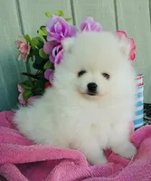 AKC white Pom boy , a male Pomeranian for sale in Los Angeles, CA – 2 of 4