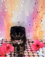 Teny tiny Jazmin 💜, a female Pomeranian for sale in Los Angeles, CA – 2 of 3