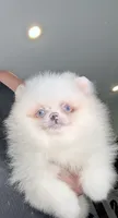 Blue eyed ice bear, a male Pomeranian for sale in Los Angeles, CA – 2 of 4