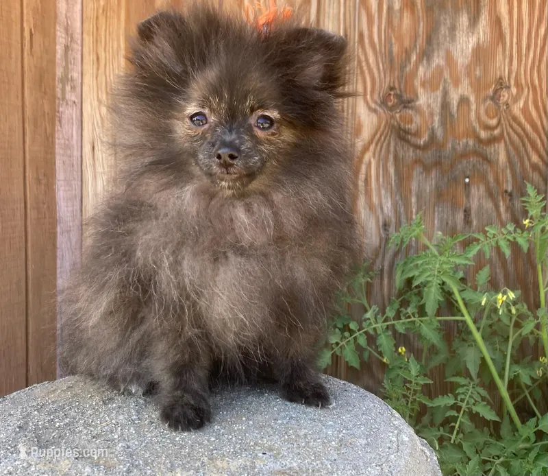 Tiny brindle girl – Pomeranian puppy for sale in Los Angeles, CA