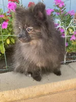 Tiny brindle girl, a female Pomeranian for sale in Los Angeles, CA – Photo 2 of 2