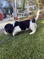 Atta boy , a male Beagle for sale in Los Angeles, CA – 3 of 4