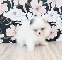 Blue eyed ice bear, a male Pomeranian for sale in Los Angeles, CA – 3 of 4