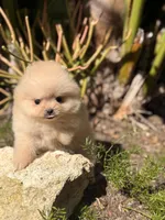 Daisy bear , a female Pomeranian for sale in Los Angeles, CA – Photo 2 of 4
