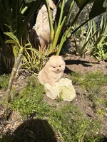 Daisy bear , a female Pomeranian for sale in Los Angeles, CA – Photo 3 of 4
