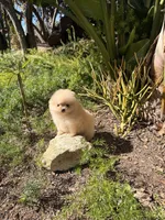 Daisy bear , a female Pomeranian for sale in Los Angeles, CA – Photo 4 of 4