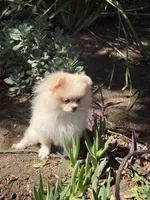 Pooh bear 🐻 🍯 , a male Pomeranian for sale in Los Angeles, CA – 4 of 5