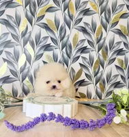 Nano blonde bear, a female Pomeranian for sale in Los Angeles, CA – Photo 4 of 4