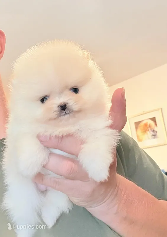 Nano blonde bear – Pomeranian puppy for sale in Los Angeles, CA
