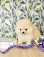 Nano blonde bear, a female Pomeranian for sale in Los Angeles, CA – Photo 3 of 4