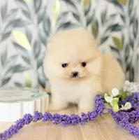 Nano blonde bear, a female Pomeranian for sale in Los Angeles, CA – Photo 2 of 4