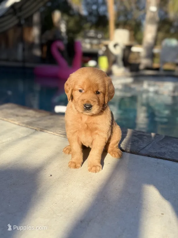 Golden girl 🌻🐾 – Golden Retriever puppy for sale in Los Angeles, CA