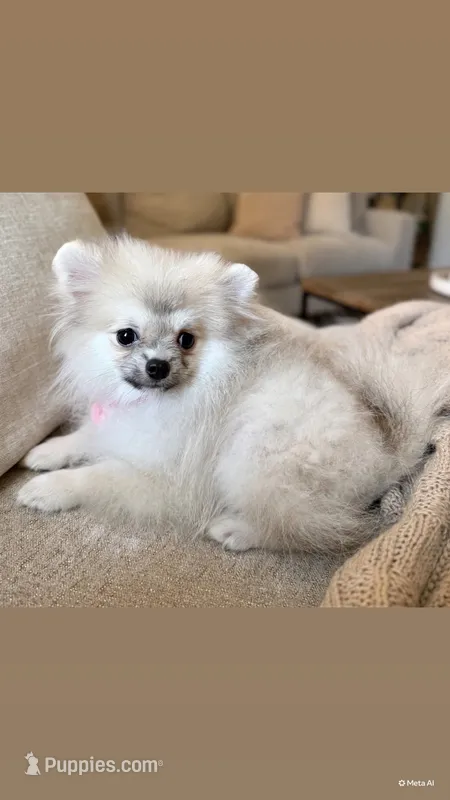 Cream sable silver boy teddy bear  – Pomeranian puppy for sale in Los Angeles, CA