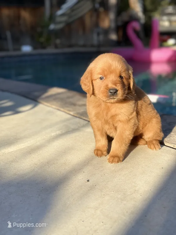 Golden boy 🐕 – Golden Retriever puppy for sale in Los Angeles, CA
