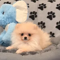 Apricot boo bear, a male Pomeranian for sale in Los Angeles, CA – Photo 1 of 6