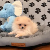 Apricot boo bear, a male Pomeranian for sale in Los Angeles, CA – Photo 3 of 6