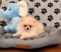Apricot boo bear, a male Pomeranian for sale in Los Angeles, CA – Photo 3 of 6