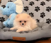 Apricot boo bear, a male Pomeranian for sale in Los Angeles, CA – Photo 2 of 6